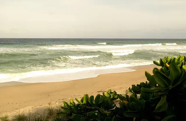 A beach with waves crashing on the shore and a tree in the foreground.