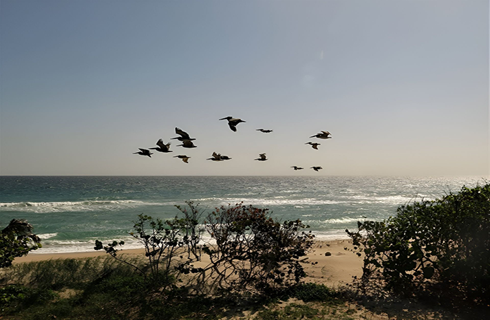 A flock of birds are flying over the ocean.
