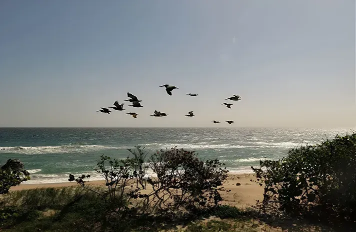 A flock of birds are flying over the ocean.