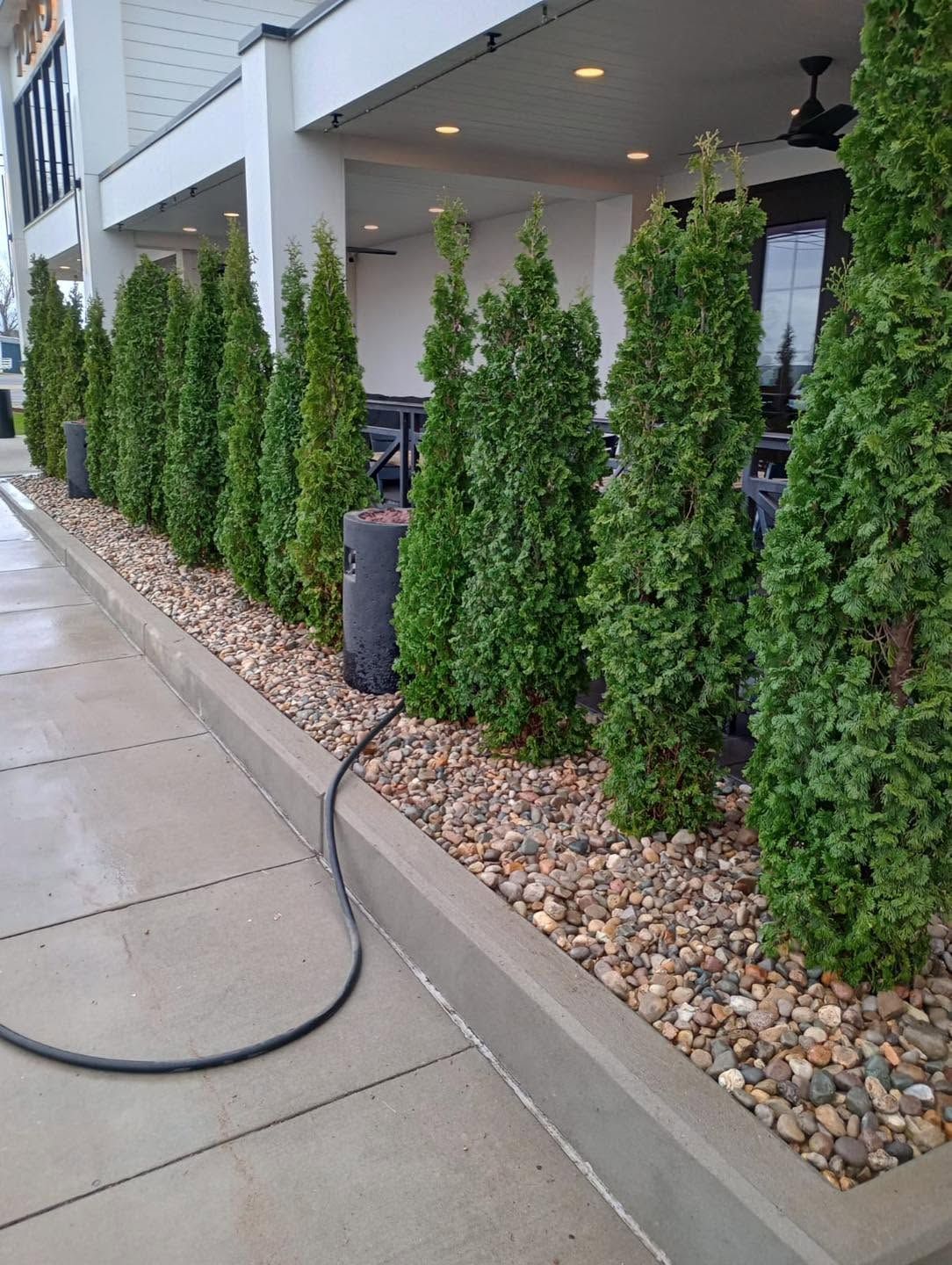 evergreen trees surrounding restaurant patio