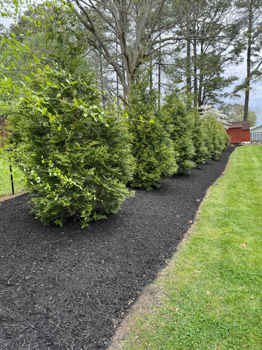 privacy trees along fence