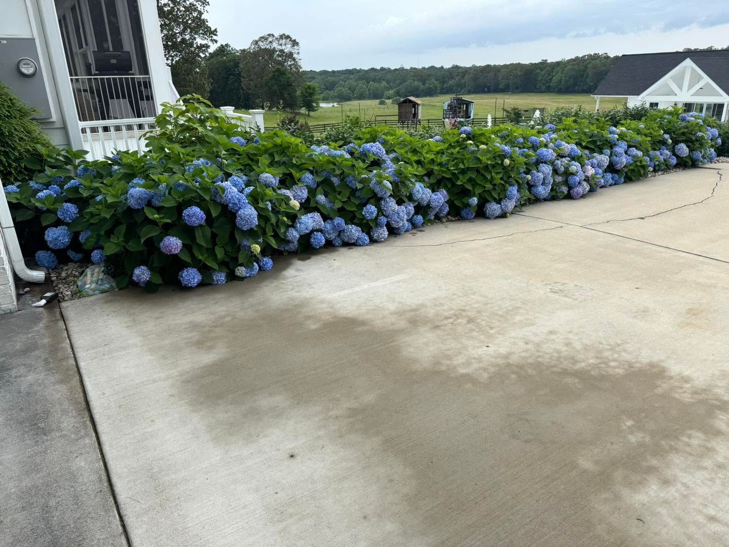 hydrangeas along walkway