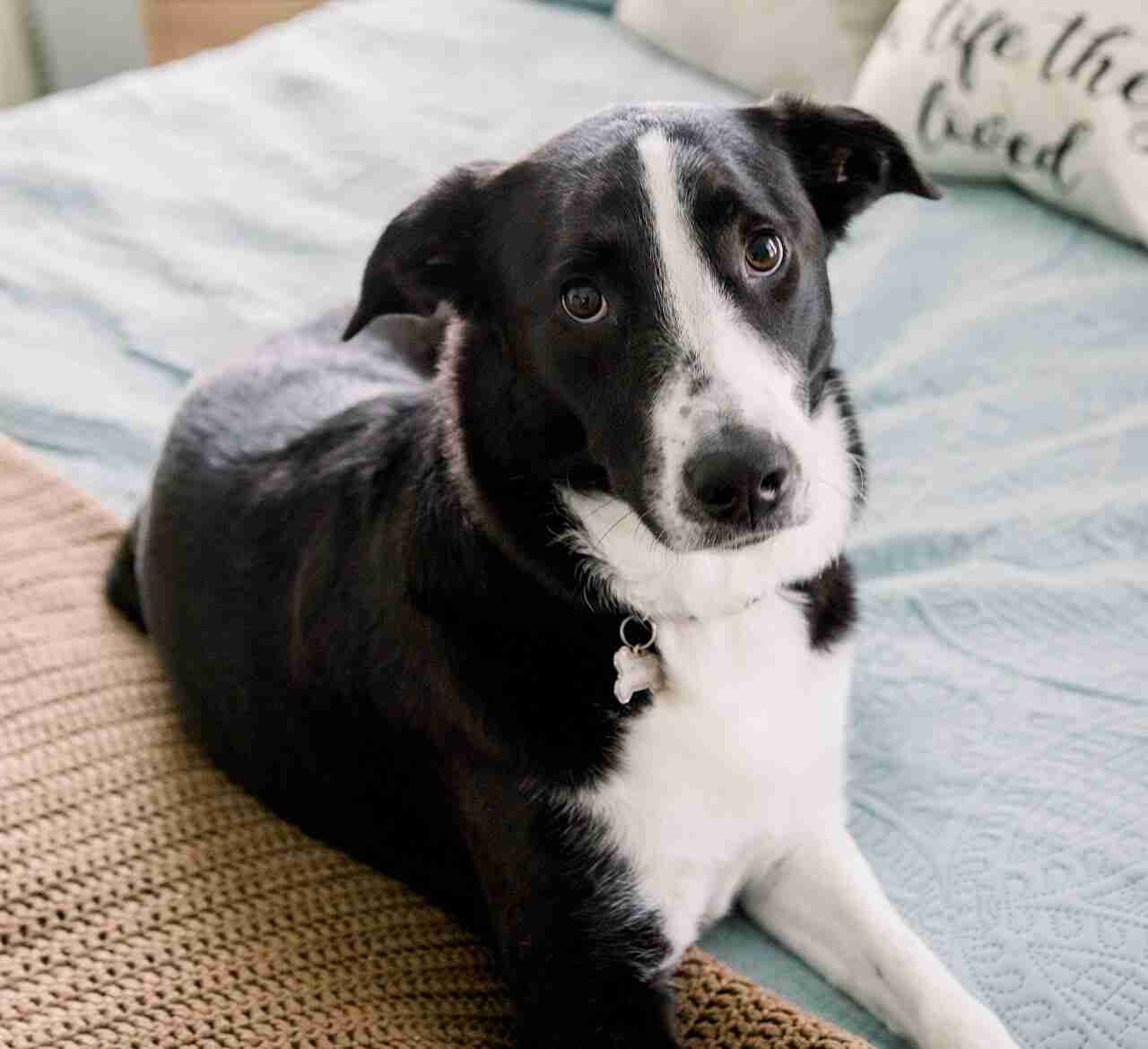 Athena the therapy dog in Greenville NC