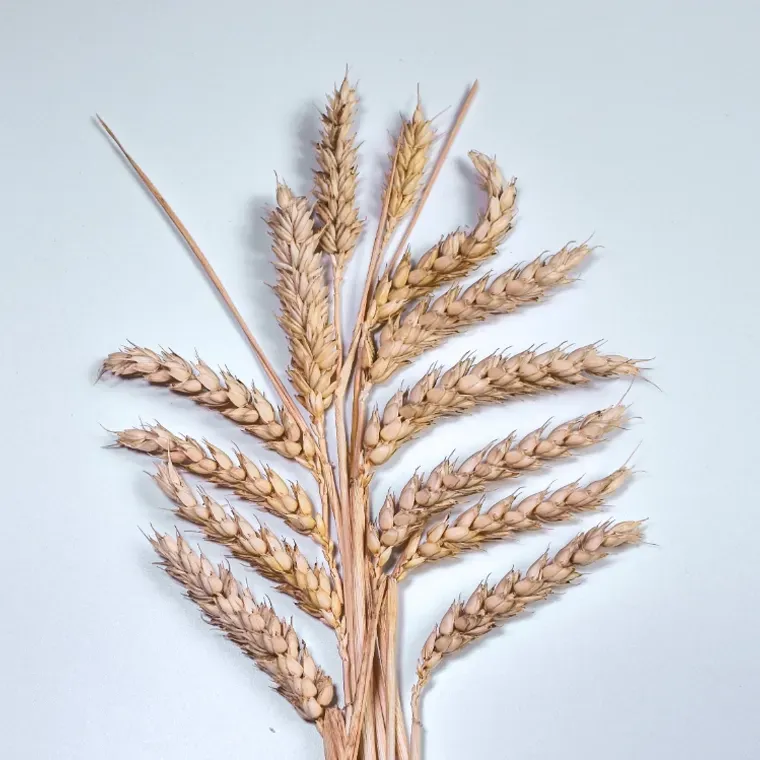 A bunch of wheat ears against a white background