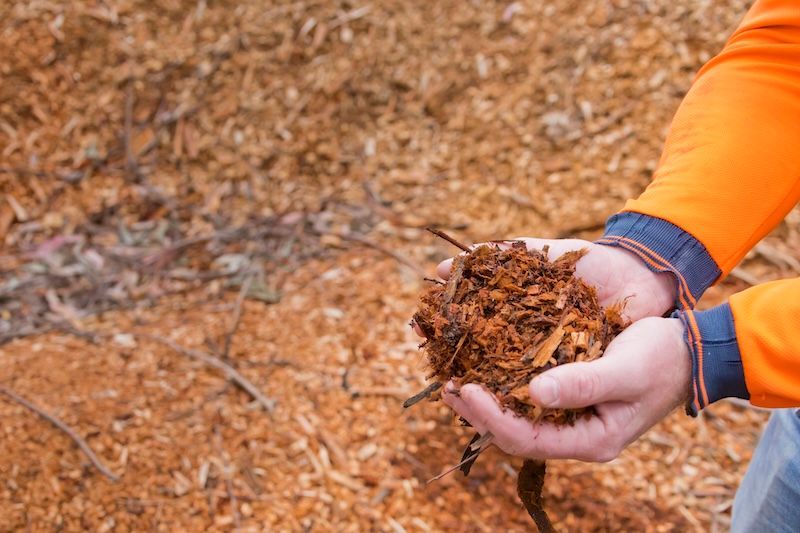 Person in Orange Workwear Holds a Handful of Wood Chips — Burnett Trees in Gerringong, NSW