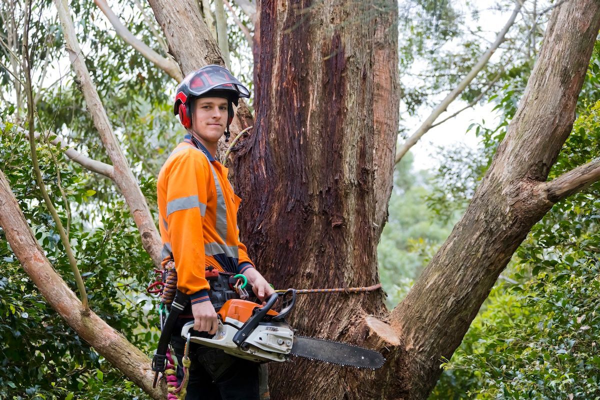Arborist in orange workwear, cutting a tree branch with a chainsaw — Burnett Trees in Gerringong, NSW