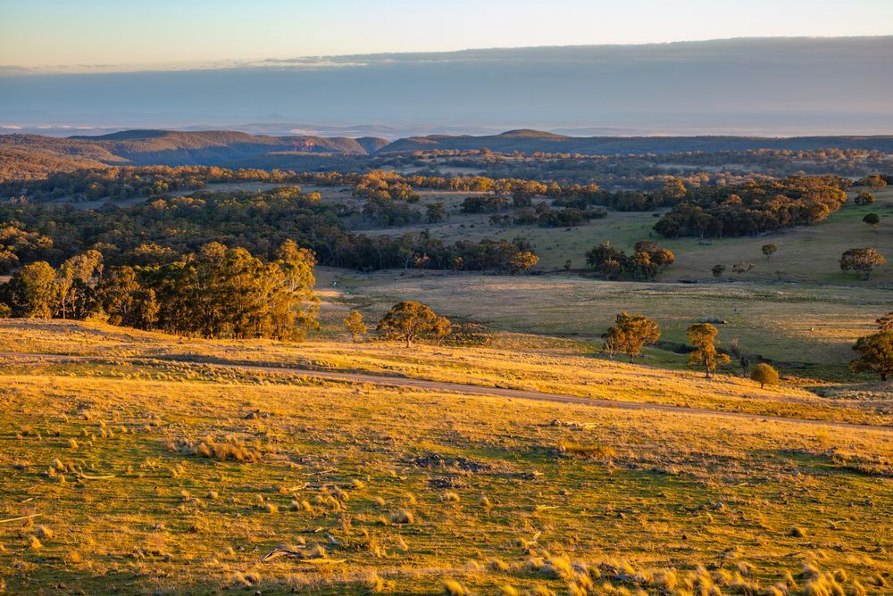 Farm Land with Grass and Trees in The Distance — Burnett Trees in Dapto, NSW