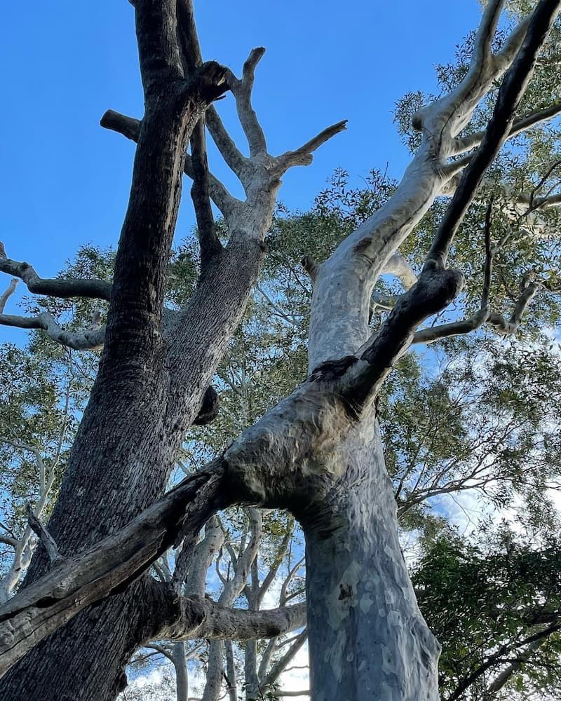 Looking up At a Tree with A Blue Sky in The Background — Burnett Trees in Nowra, NSW