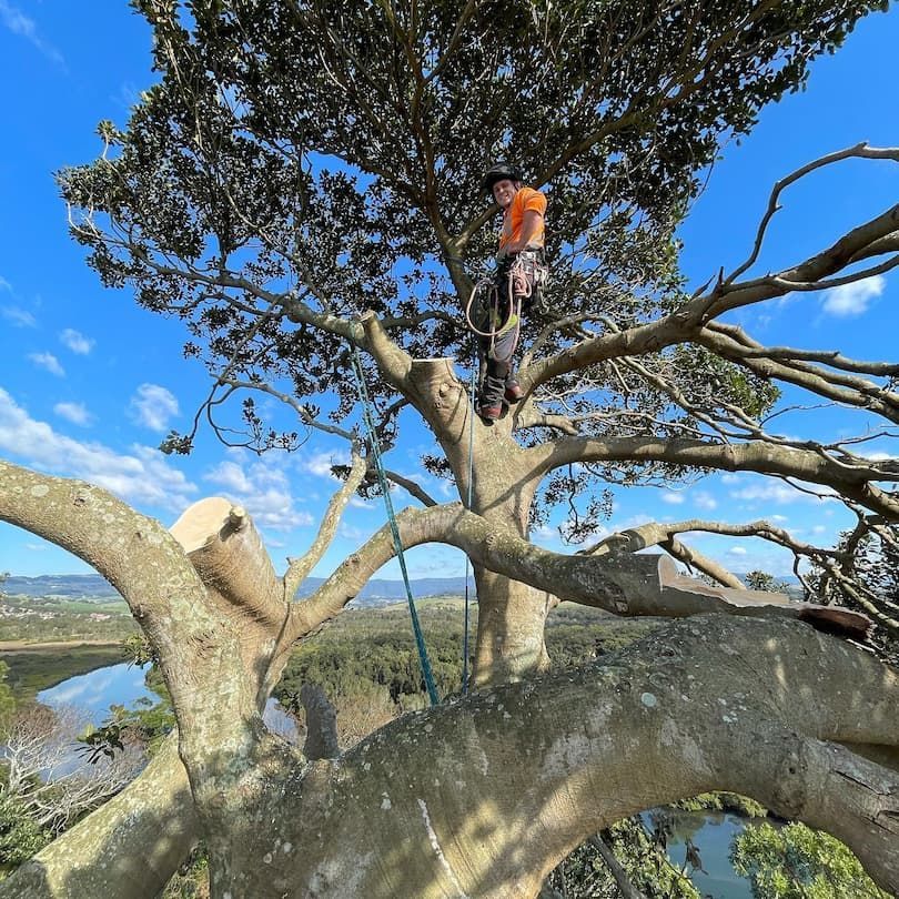 A Man Is Climbing a Tree with A Rope Around His Neck — Burnett Trees in Dapto, NSW