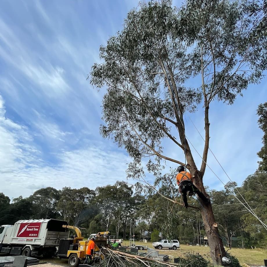 A Man Is Climbing a Tree with A Chainsaw — Burnett Trees in Oak Flats, NSW
