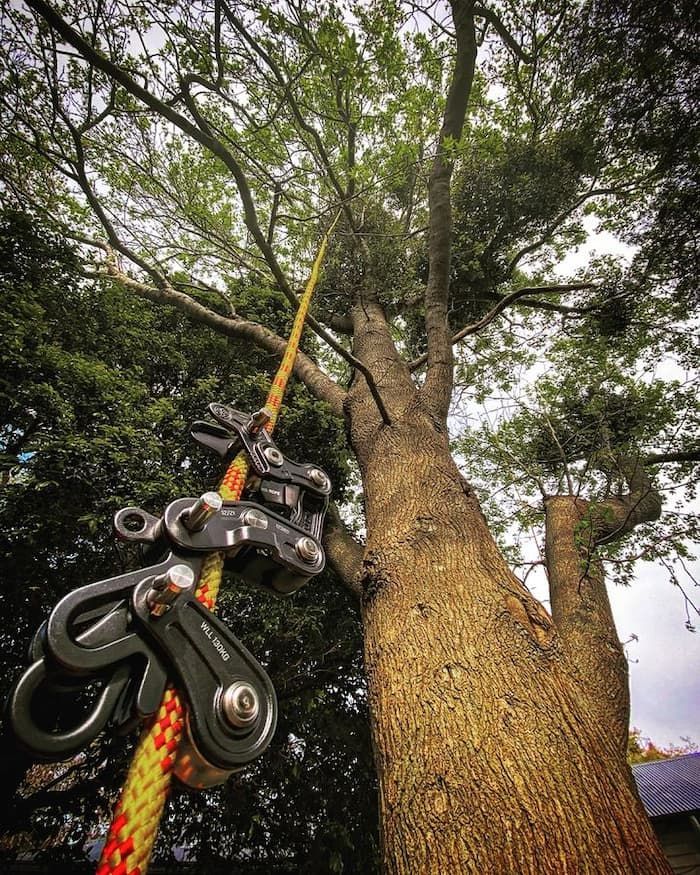 A Tree with A Rope Attached to It and A Pulley Attached to It — Burnett Trees in Kangaroo Valley, NSW
