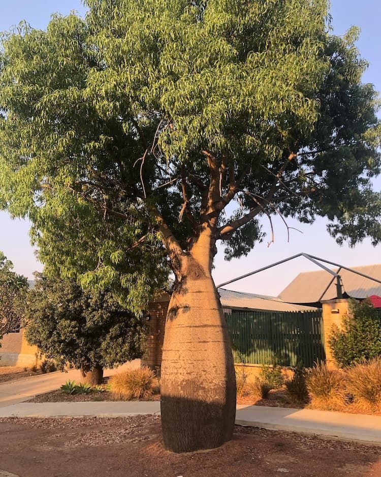 A Large Tree with Lots of Leaves Is in Front of A House — Burnett Trees in Kiama, NSW