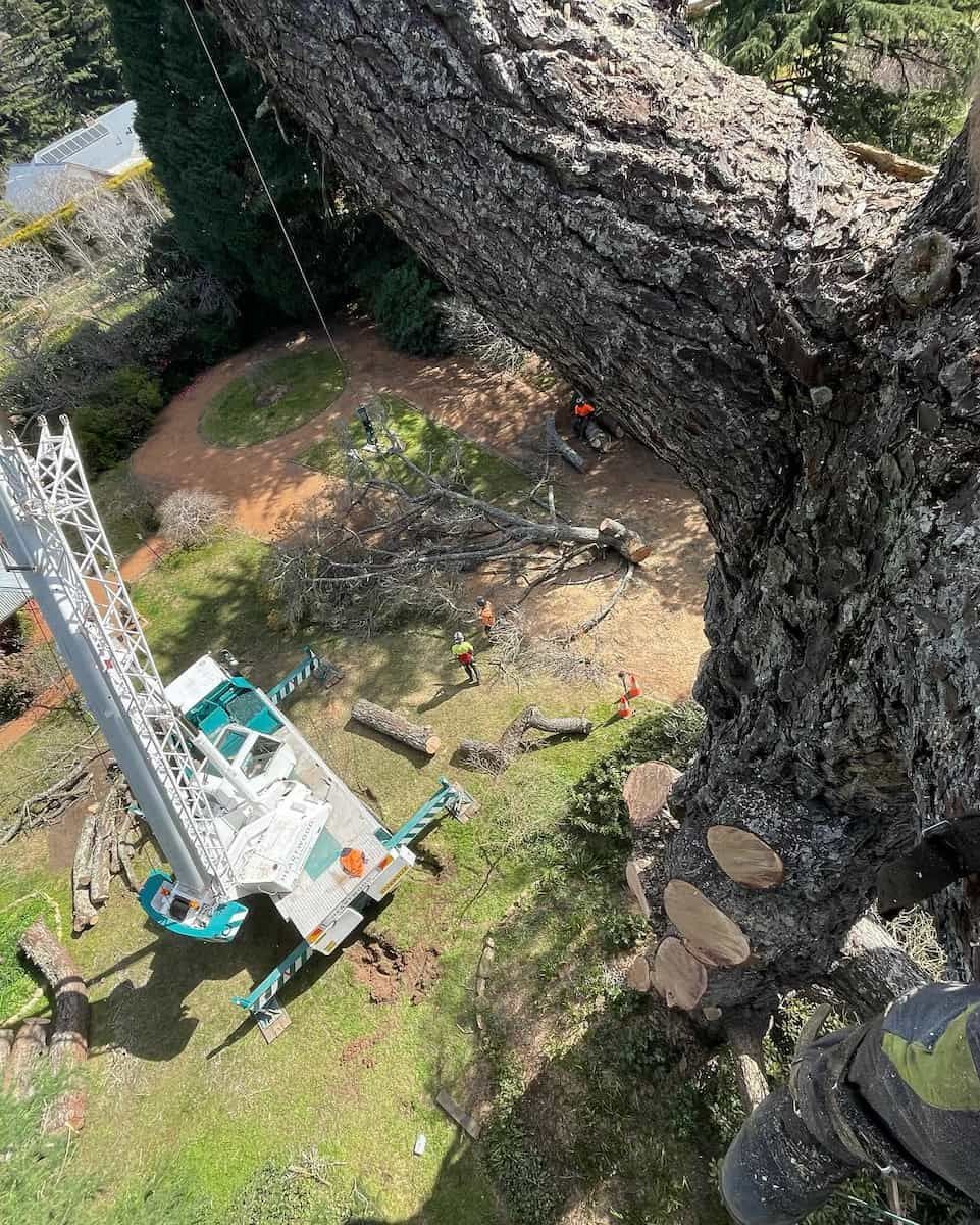 Aerial Lift Platform Beside a Large Tree Trunk on a Grassy Slope — Burnett Trees in Wollongong, NSW