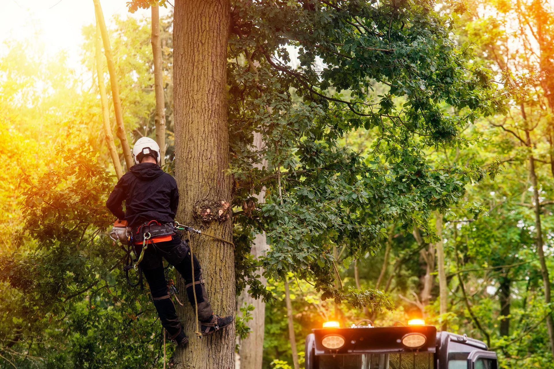 Arborist in An Orange Safety Vest and Helmet — Burnett Trees in Kiama, NSW