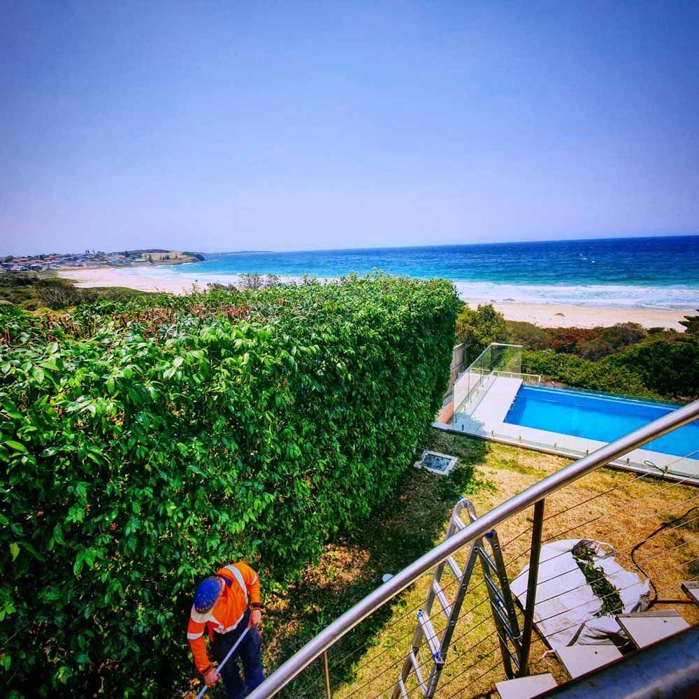 A Man Is Cutting a Hedge Next to A Pool and The Ocean — Burnett Trees in Kiama, NSW