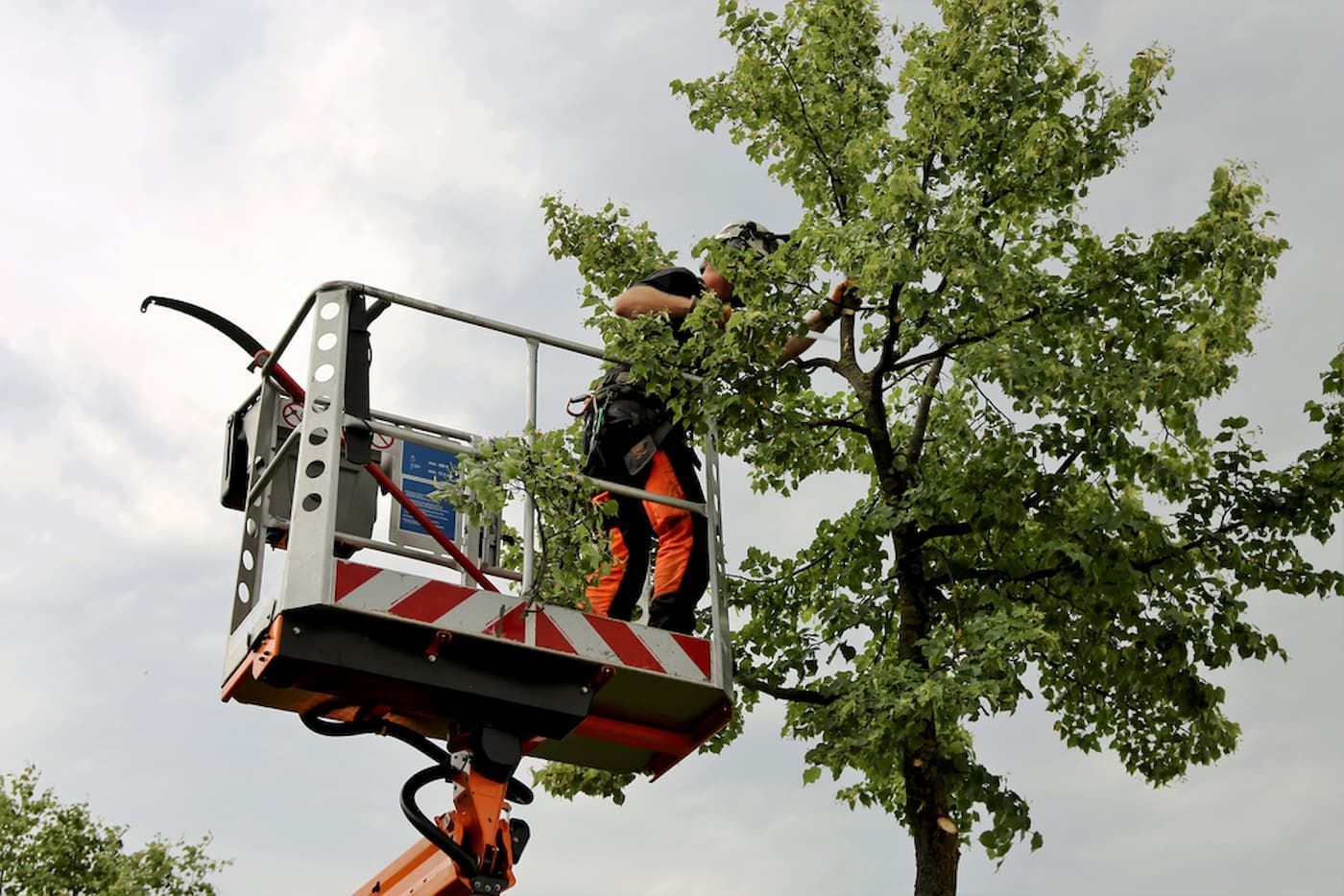 A Man Is Cutting a Tree from A Crane — Burnett Trees in Nowra, NSW