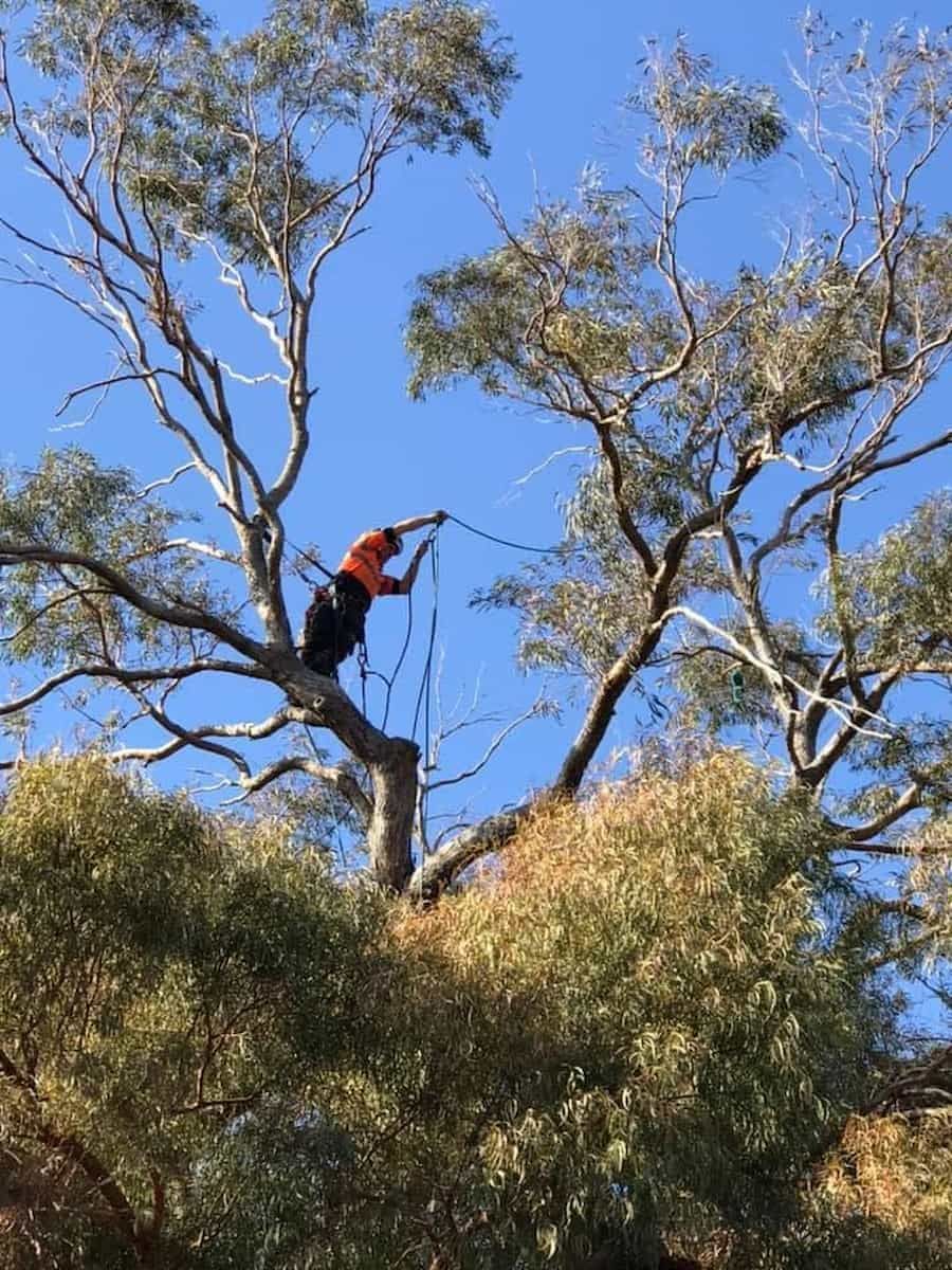 Arborist in a Tree Using a Chainsaw — Burnett Trees in Wollongong, NSW