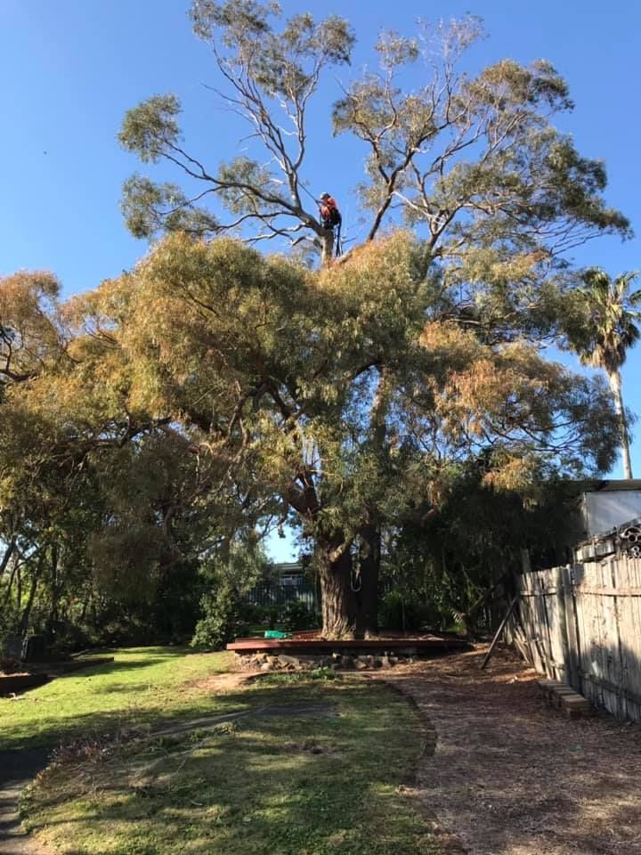 A Man Is Standing on Top of A Tree in A Yard — Burnett Trees in Kiama, NSW