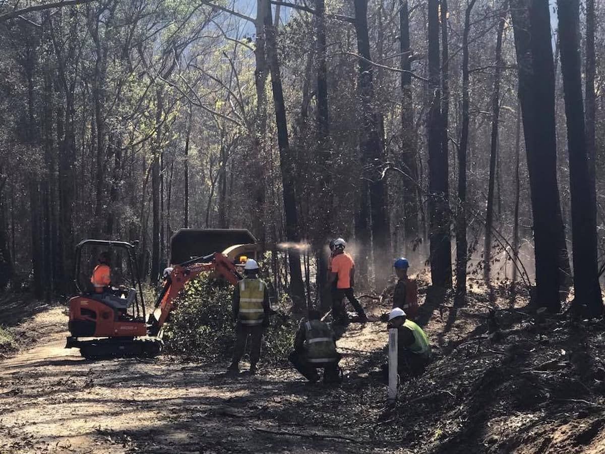 Workers and a Mini Excavator Clearing Debris in a Leafless Forest — Burnett Trees in Wollongong, NSW