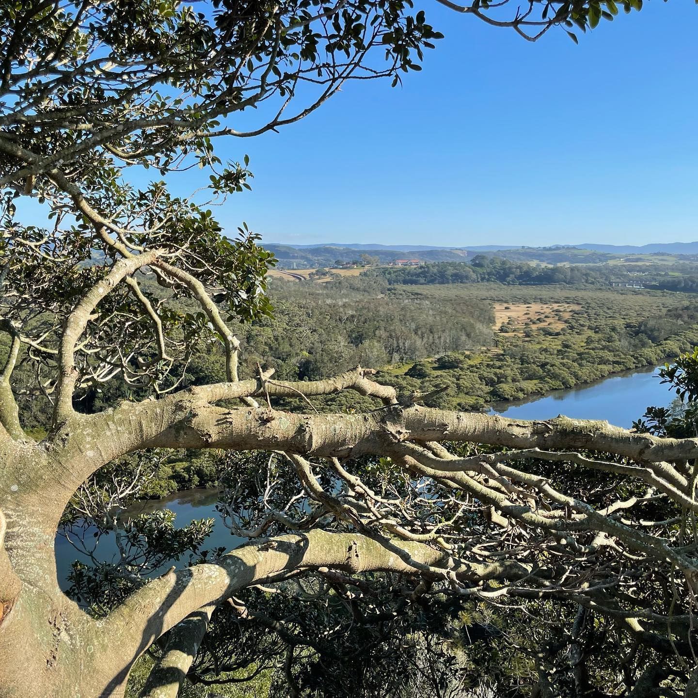 Overlooking a River and Forested Landscape From a Tree — Burnett Trees in Nowra, NSW