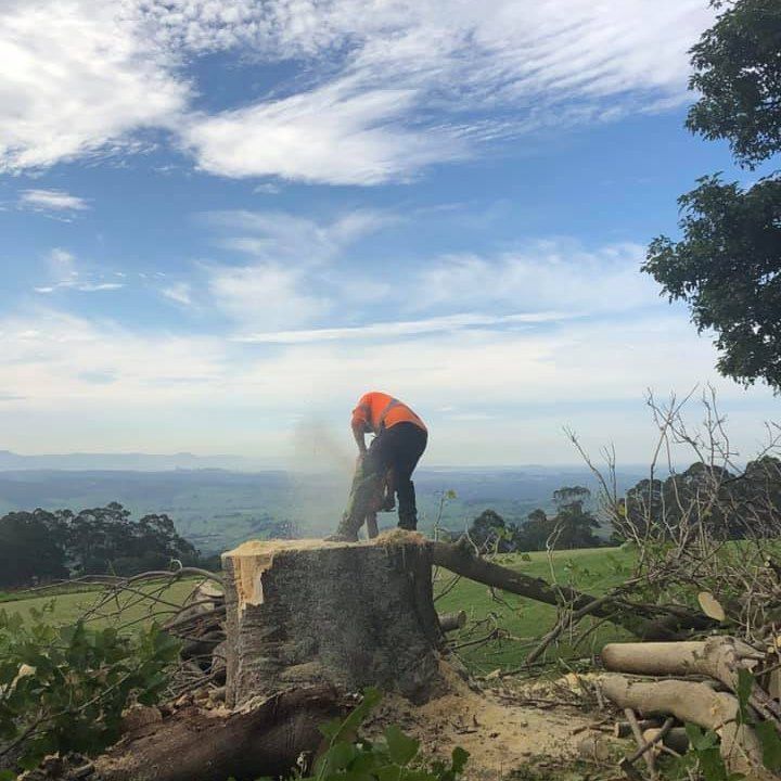 Arborist At Work In Wollongong — Burnett Trees in Wollongong, NSW