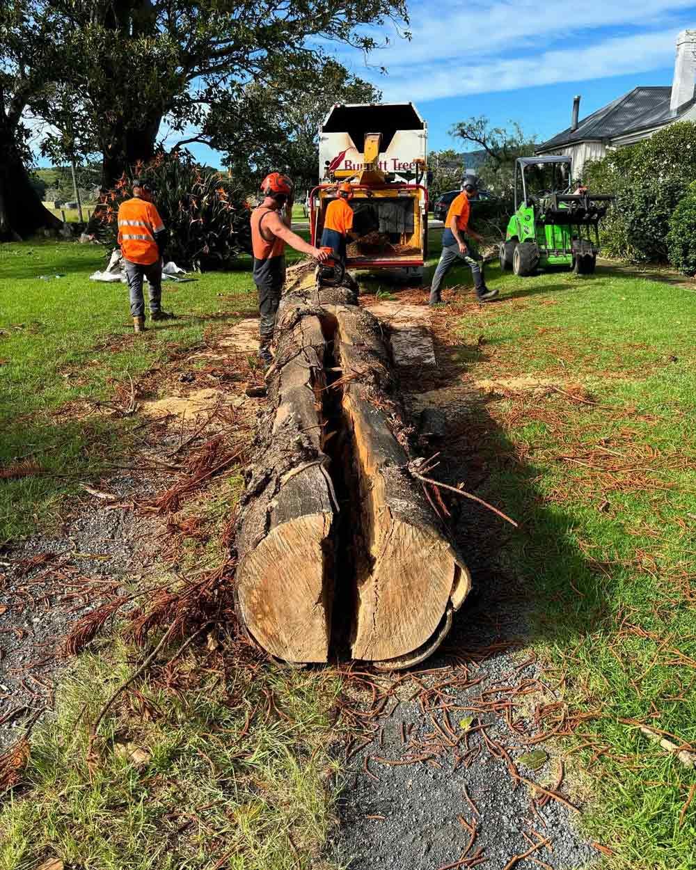 Arborist Cutting A Tree — Burnett Trees in Nowra, NSW