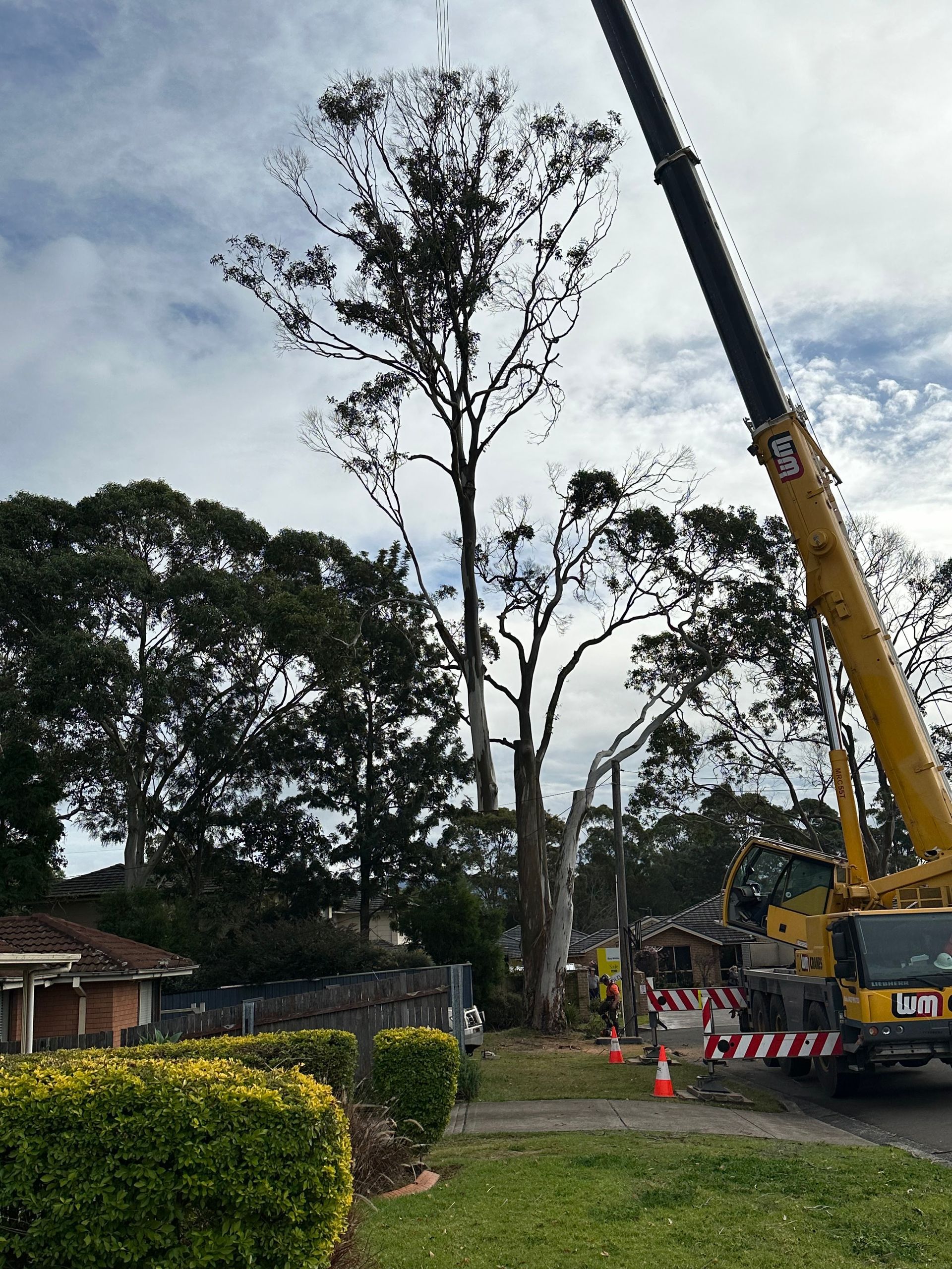 Burnett Trees Crane-Assisted Tree Removal Service