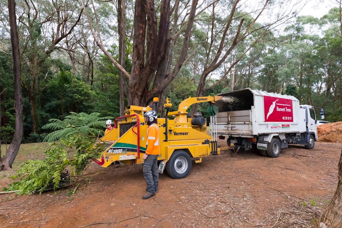 A Man Is Standing Next to A Fallen Tree in A Park — Burnett Trees in Kangaroo Valley, NSW
