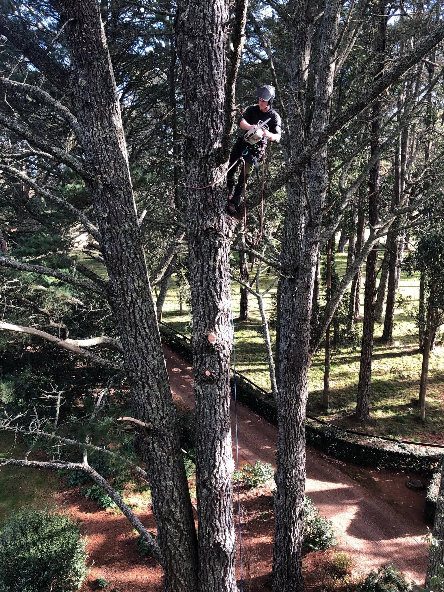 Tree Pruning In Wollongong