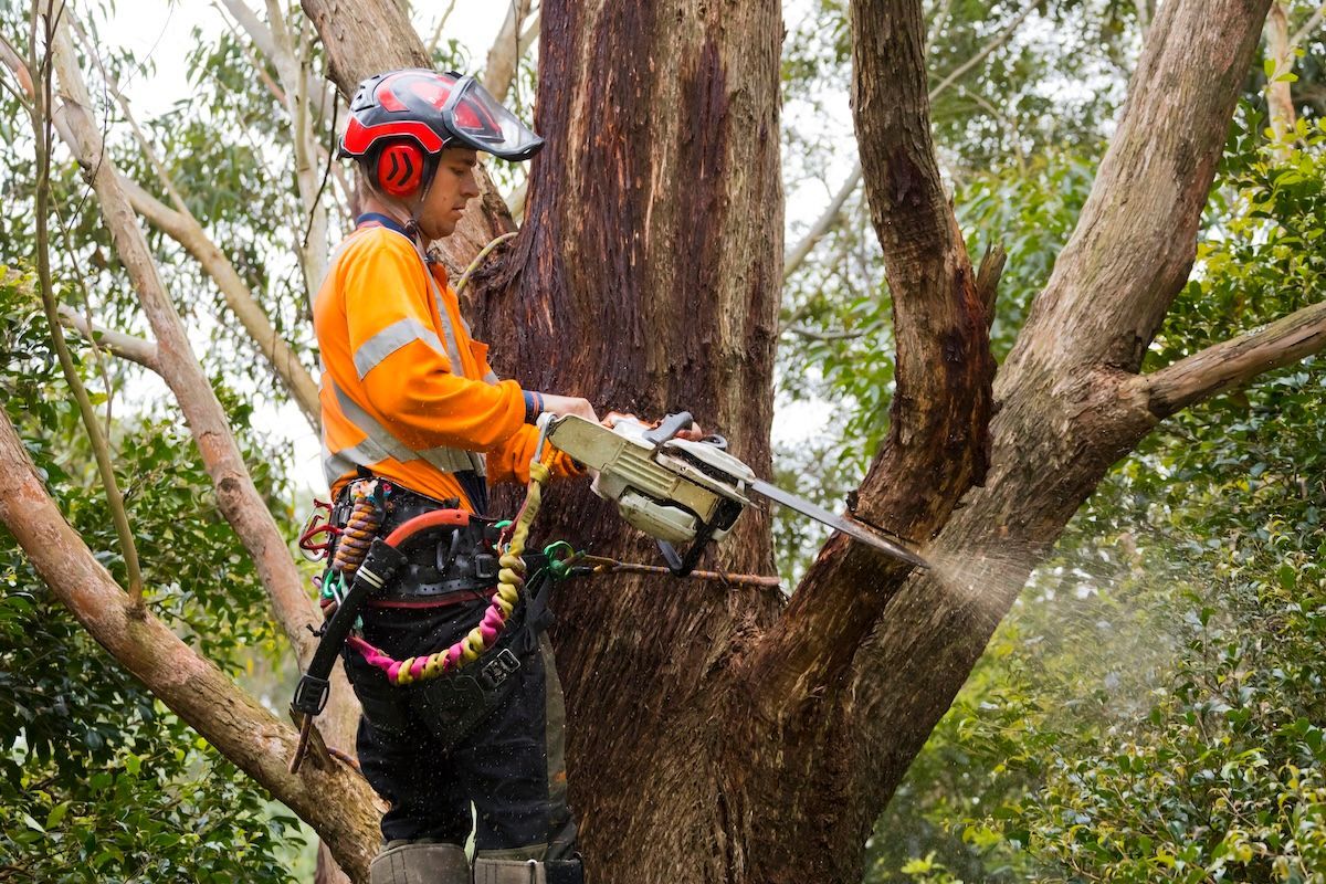 Arborist in Orange Jacket Uses a Chainsaw to Cut a Tree Branch — Burnett Trees in Wollongong, NSW