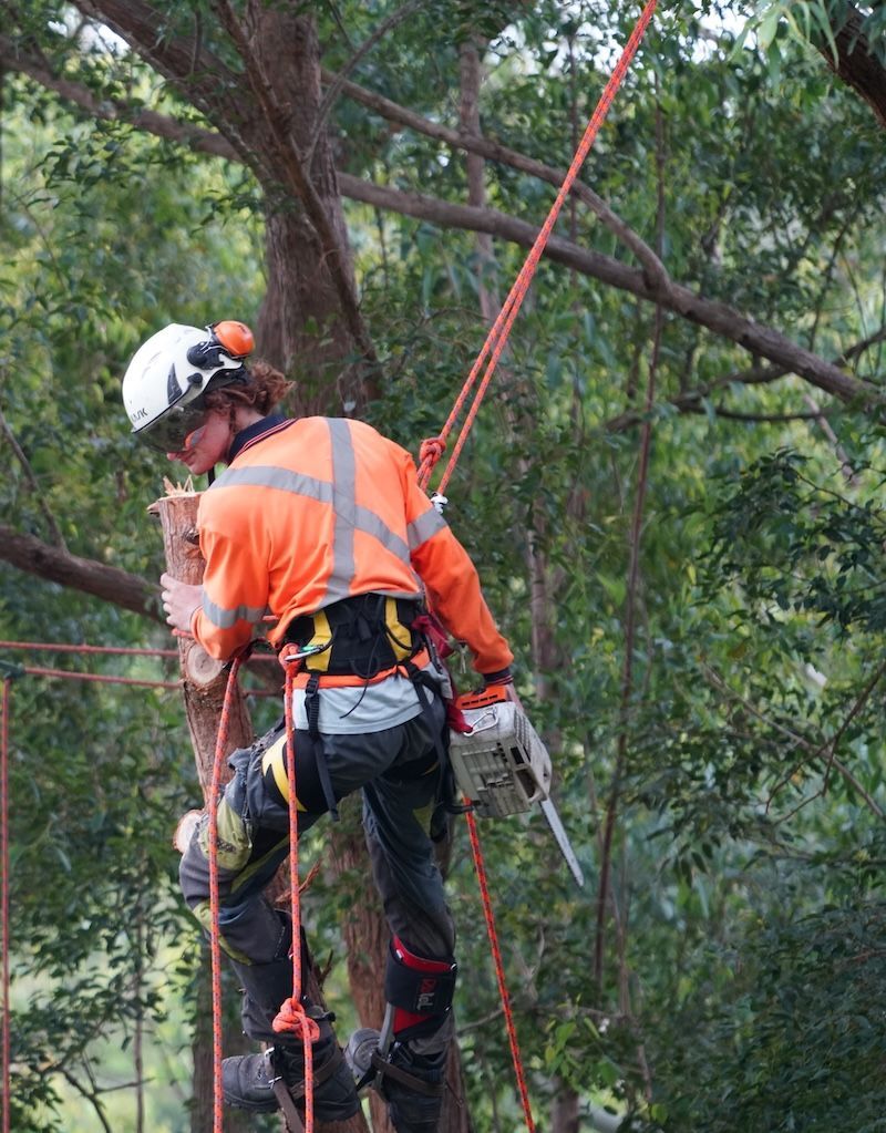 A Person Is Cutting a Tree with A Chainsaw — Burnett Trees in Gerringong, NSW