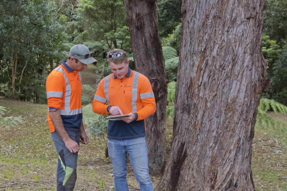 Two workers in orange vests examining paperwork next to a tree in a wooded area — Burnett Trees in Gerringong, NSW