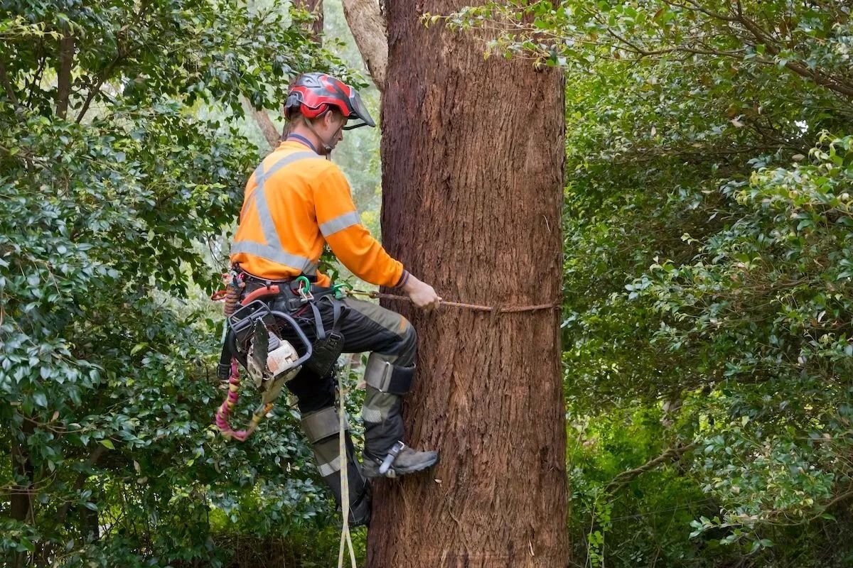 Worker Doing Tree Removal in Wollongong