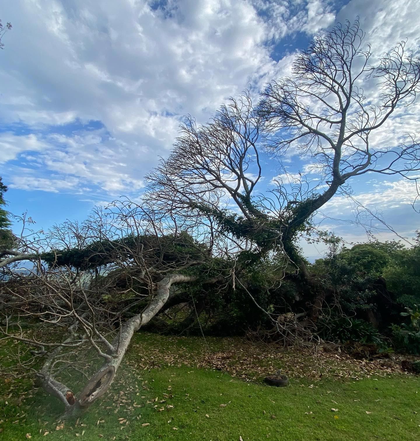 A Large Dead Tree In An Open Space — Burnett Trees in Nowra, NSW