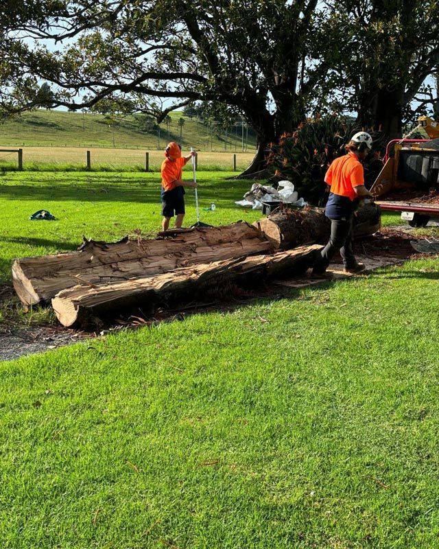 After Tree Removal — Burnett Trees in Nowra, NSW