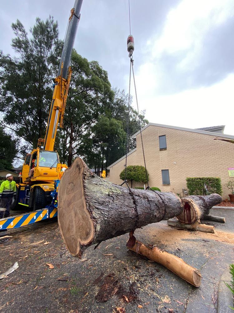 Crane Lifting a Large, Cut Tree Trunk Near a Building — Burnett Trees in Wollongong, NSW
