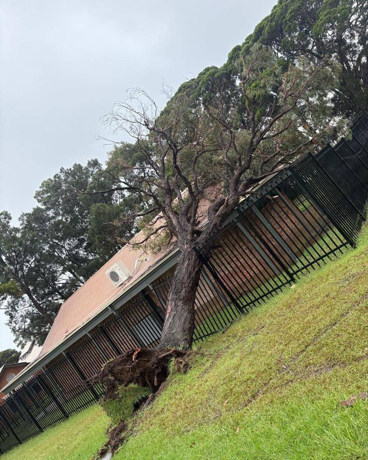 Fallen Tree in The Backyard — Burnett Trees in Nowra, NSW