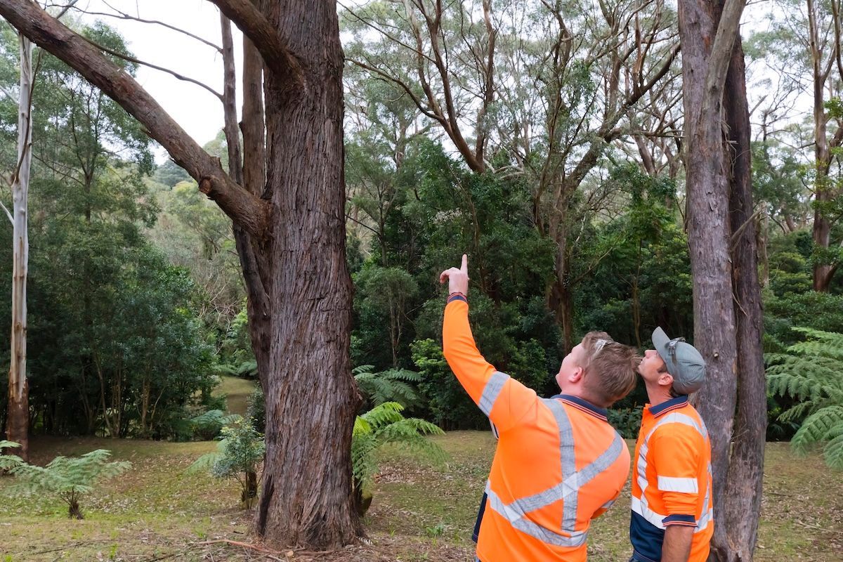 Two Men Are Cutting Down a Tree with A Chainsaw — Burnett Trees in Gerringong, NSW