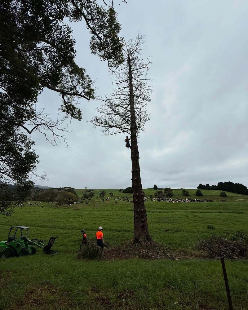Pine Tree Removal — Burnett Trees in Nowra, NSW