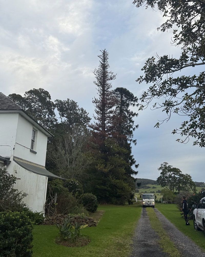 Preparing for Tree Removal — Burnett Trees in Nowra, NSW