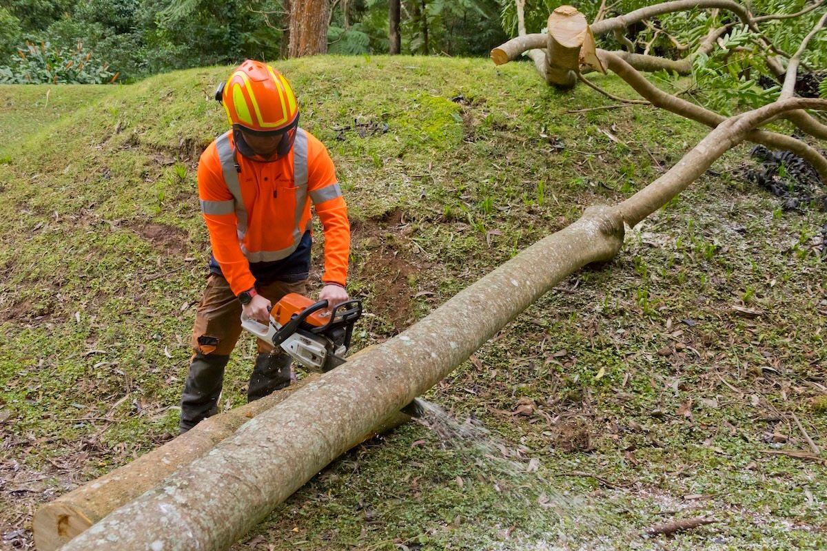A Man Is Cutting a Tree in Front of A Building — Burnett Trees in Wollongong, NSW