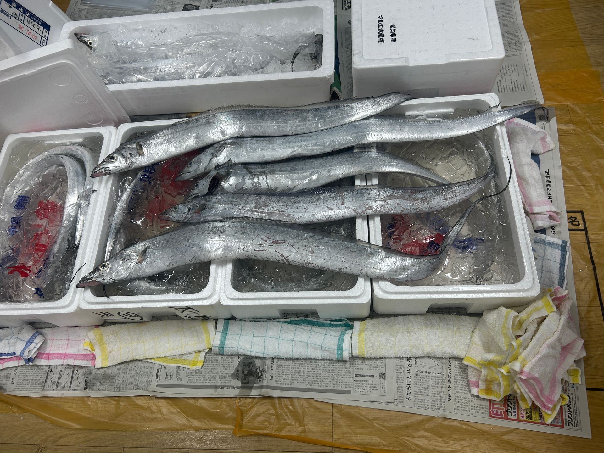 News from Toyosu Market: it's the season for Tachiuo fish!
