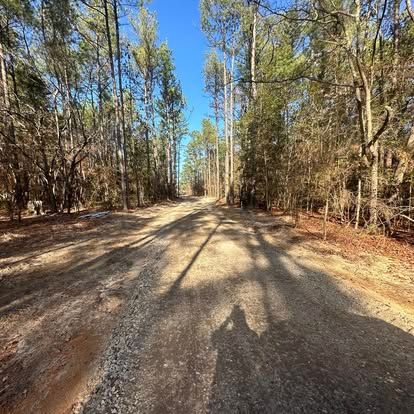 Sunlit gravel road through a wooded forest with tall trees and long shadows