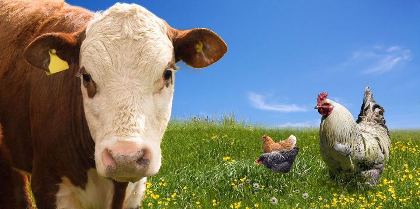 Mucca e galline in un pascolo verde e soleggiato sotto un cielo azzurro