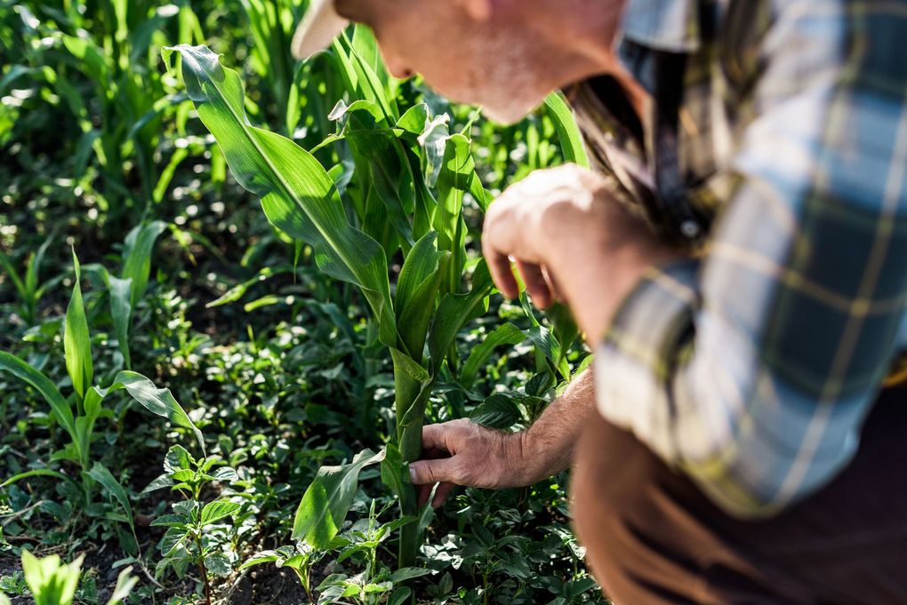 Persona che ispeziona giovani piantine di mais in un campo soleggiato