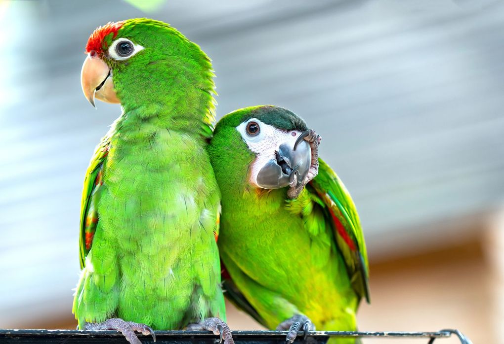Due pappagalli verdi appollaiati fianco a fianco, uno appoggiato all'altro, su uno sfondo sfocato.