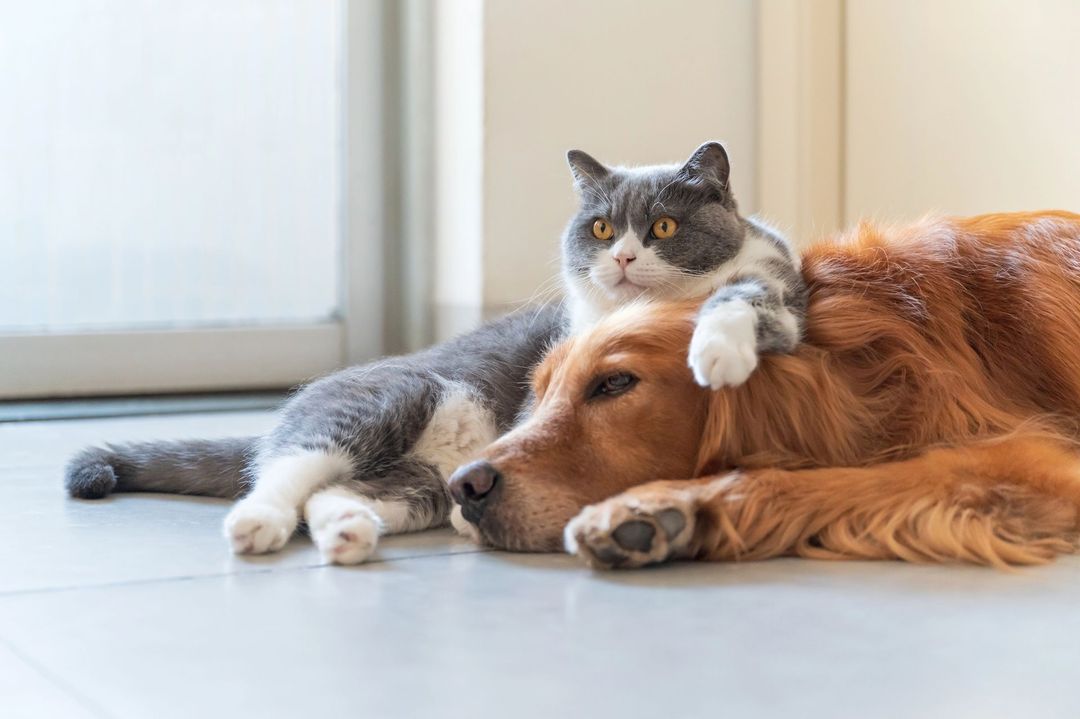 Un gatto grigio riposa su un cane dorato in una stanza luminosa vicino a una finestra