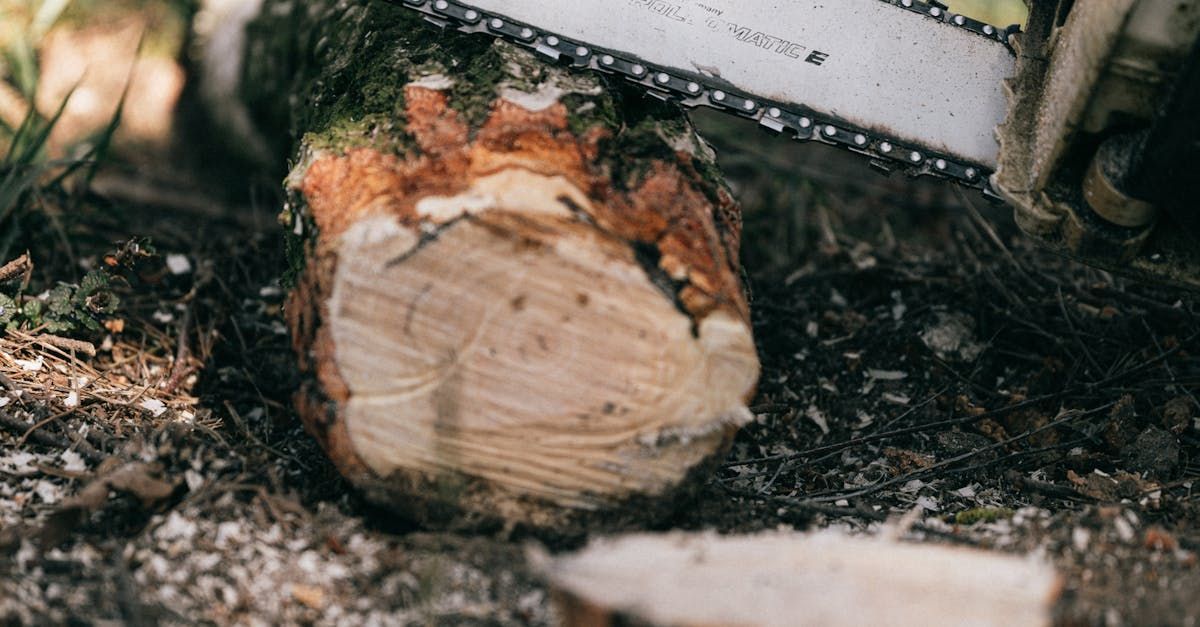 A chainsaw is cutting a tree stump in the woods.
