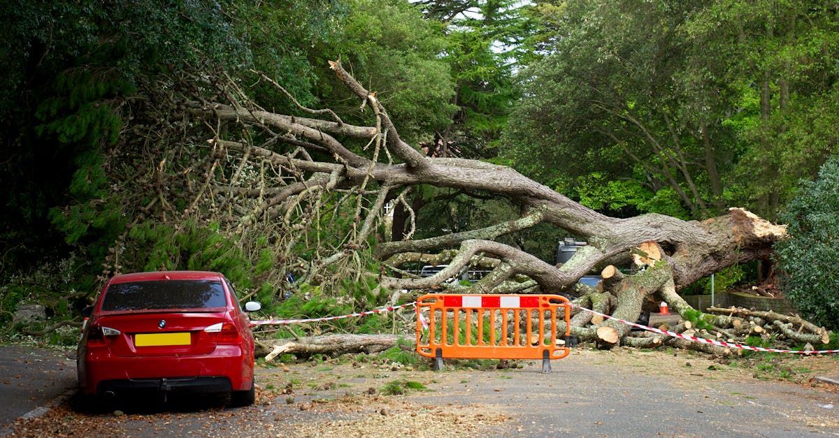 A red car is parked in front of a fallen tree.