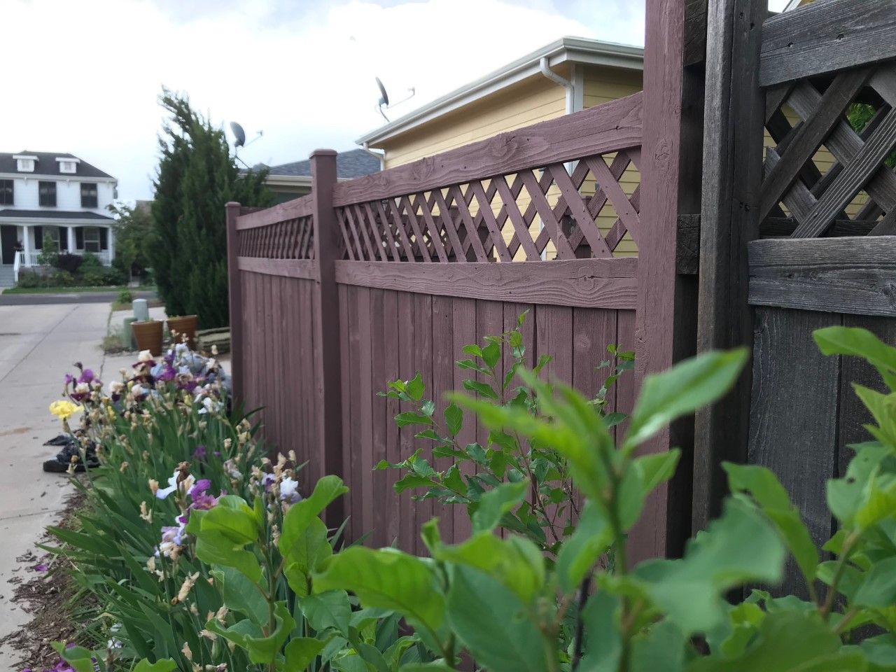 Purple fence with lattice top along a sidewalk with flowers and houses in the background.